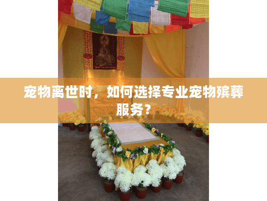 宠物离世时，如何选择专业宠物殡葬服务？