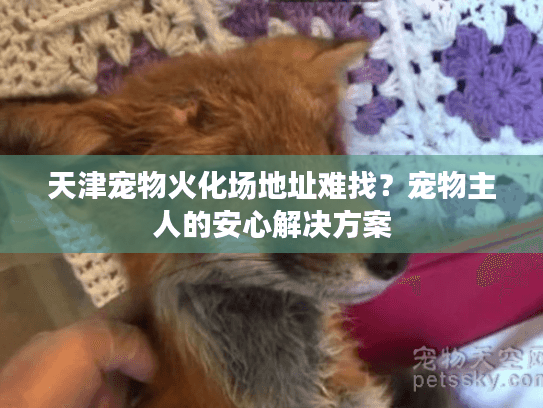 天津宠物火化场地址难找？宠物主人的安心解决方案