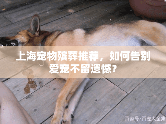 上海宠物殡葬推荐，如何告别爱宠不留遗憾？