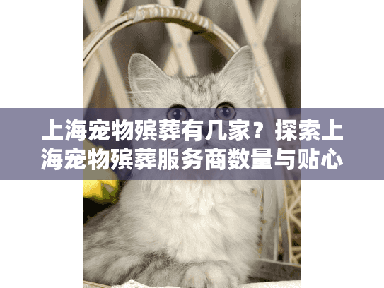 上海宠物殡葬有几家？探索上海宠物殡葬服务商数量与贴心选择指南