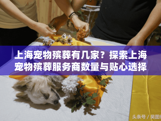 上海宠物殡葬有几家？探索上海宠物殡葬服务商数量与贴心选择指南
