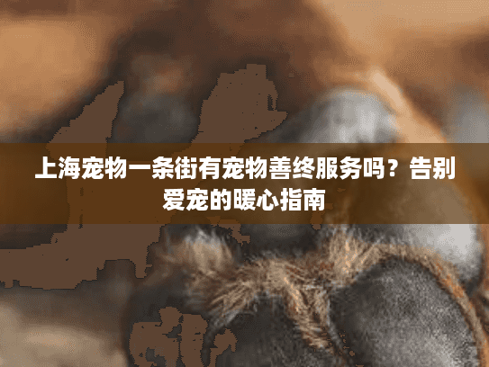 上海宠物一条街有宠物善终服务吗？告别爱宠的暖心指南