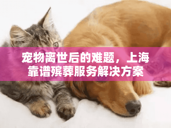 宠物离世后的难题，上海靠谱殡葬服务解决方案