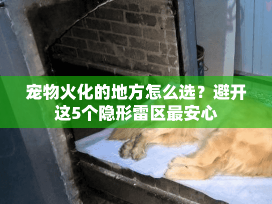 宠物火化的地方怎么选?避开这5个隐形雷区最安心 宠物火化的地方怎么选?避开这5个隐形雷区最安心