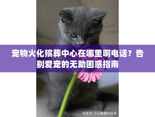 宠物火化殡葬中心在哪里啊电话？告别爱宠的无助困惑指南