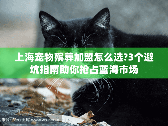 上海宠物殡葬加盟怎么选?3个避坑指南助你抢占蓝海市场