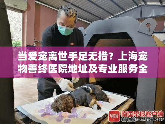 当爱宠离世手足无措？上海宠物善终医院地址及专业服务全指南