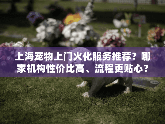上海宠物上门火化服务推荐？哪家机构性价比高、流程更贴心？