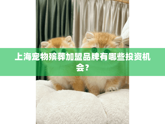 上海宠物殡葬加盟品牌有哪些投资机会？