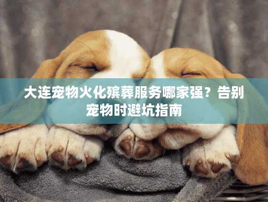 大连宠物火化殡葬服务哪家强？告别宠物时避坑指南