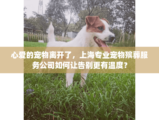 心爱的宠物离开了，上海专业宠物殡葬服务公司如何让告别更有温度？