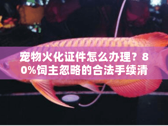 宠物火化证件怎么办理?80%饲主忽略的合法手续清单 宠物火化证件怎么办理?80%饲主忽略的合法手续清单