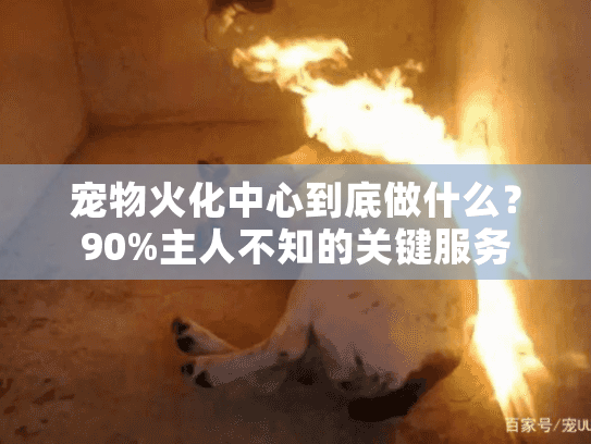 宠物火化中心到底做什么？90%主人不知的关键服务