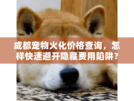 成都宠物火化价格查询，怎样快速避开隐藏费用陷阱？