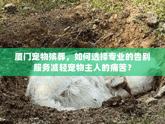 厦门宠物殡葬，如何选择专业的告别服务减轻宠物主人的痛苦？