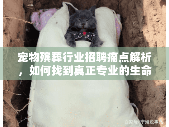 宠物殡葬行业招聘痛点解析，如何找到真正专业的生命礼仪师?