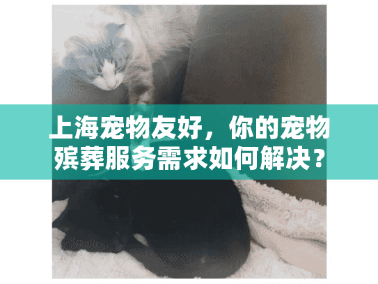 上海宠物友好，你的宠物殡葬服务需求如何解决？