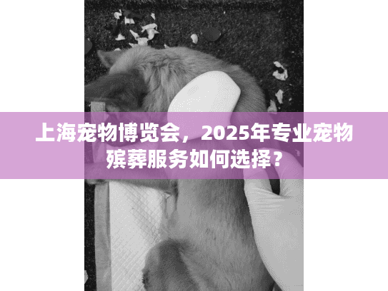 上海宠物博览会，2025年专业宠物殡葬服务如何选择？