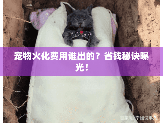 宠物火化费用谁出的？省钱秘诀曝光！