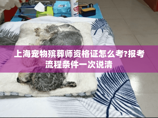 上海宠物殡葬师资格证怎么考?报考流程条件一次说清
