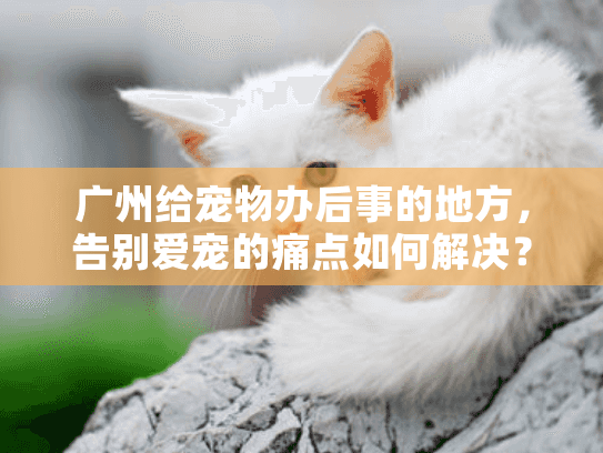 广州给宠物办后事的地方，告别爱宠的痛点如何解决？