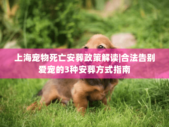 上海宠物死亡安葬政策解读|合法告别爱宠的3种安葬方式指南