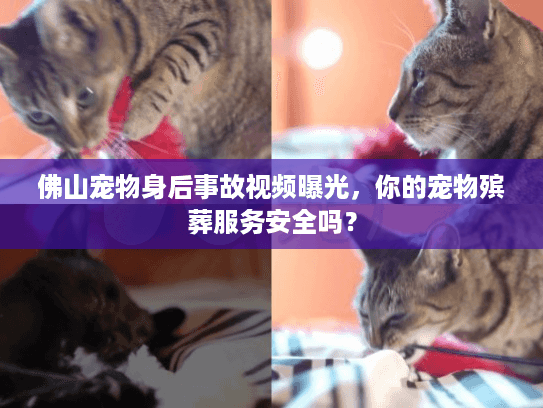 佛山宠物身后事故视频曝光，你的宠物殡葬服务安全吗？