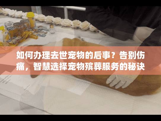 如何办理去世宠物的后事？告别伤痛，智慧选择宠物殡葬服务的秘诀