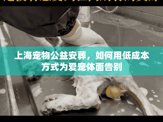 上海宠物公益安葬，如何用低成本方式为爱宠体面告别