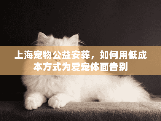 上海宠物公益安葬，如何用低成本方式为爱宠体面告别