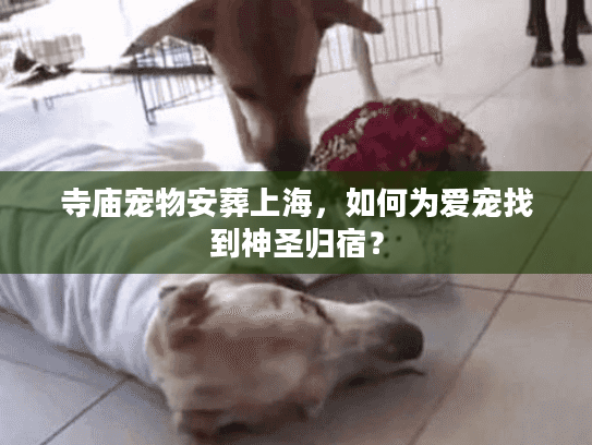 寺庙宠物安葬上海，如何为爱宠找到神圣归宿？