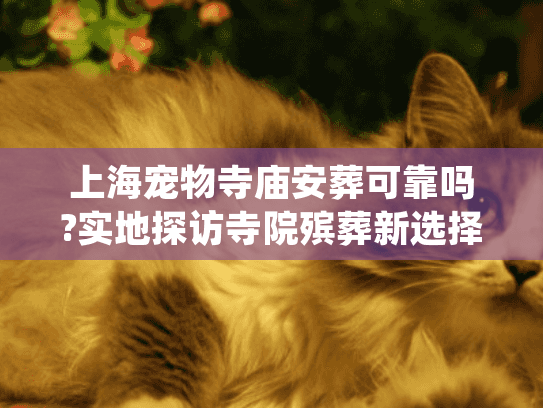 上海宠物寺庙安葬可靠吗?实地探访寺院殡葬新选择及费用揭秘