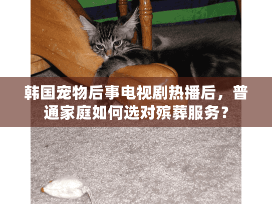 韩国宠物后事电视剧热播后，普通家庭如何选对殡葬服务？