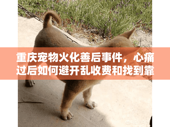 重庆宠物火化善后事件，心痛过后如何避开乱收费和找到靠谱服务？