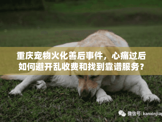 重庆宠物火化善后事件，心痛过后如何避开乱收费和找到靠谱服务？