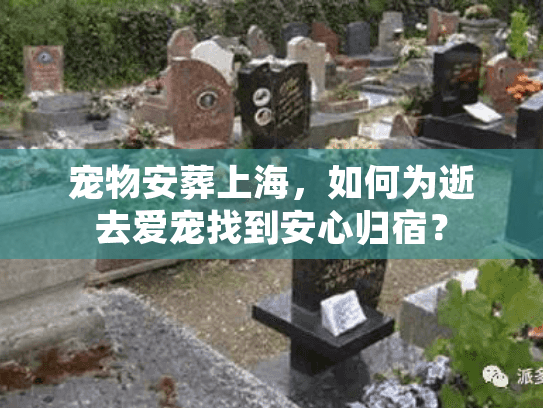 宠物安葬上海，如何为逝去爱宠找到安心归宿？