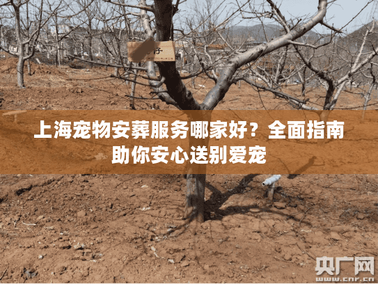 上海宠物安葬服务哪家好？全面指南助你安心送别爱宠