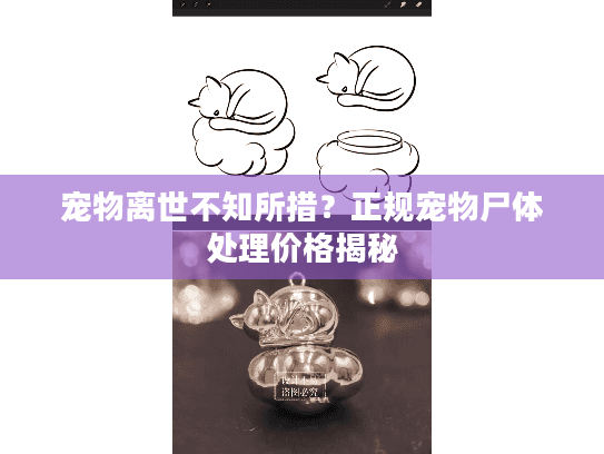 宠物离世不知所措？正规宠物尸体处理价格揭秘