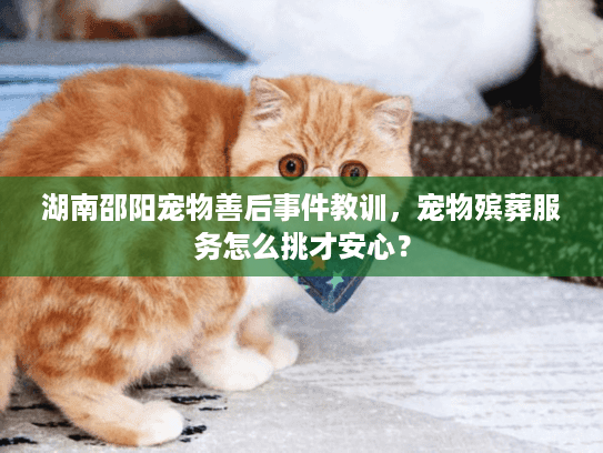 湖南邵阳宠物善后事件教训，宠物殡葬服务怎么挑才安心？