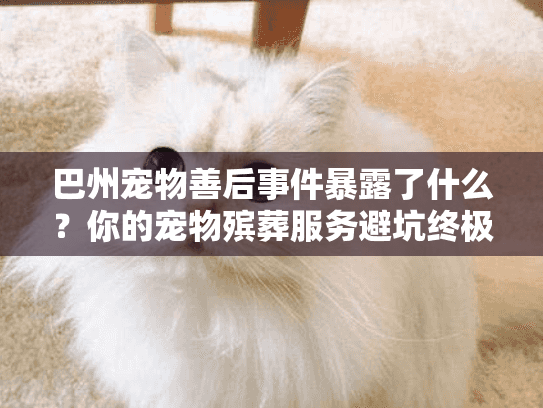 巴州宠物善后事件暴露了什么？你的宠物殡葬服务避坑终极策略