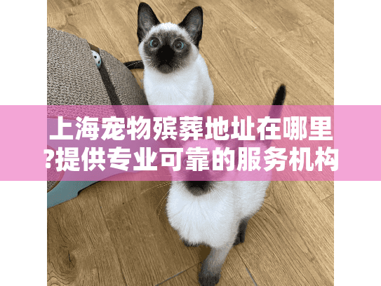 上海宠物殡葬地址在哪里?提供专业可靠的服务机构位置与选择指南