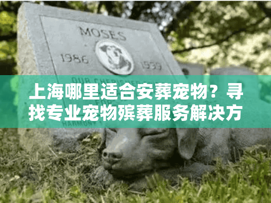 上海哪里适合安葬宠物？寻找专业宠物殡葬服务解决方案