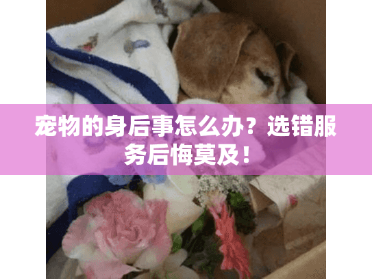 宠物的身后事怎么办？选错服务后悔莫及！