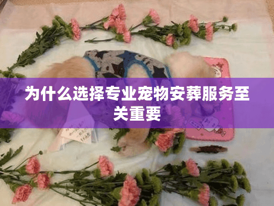 为什么选择专业宠物安葬服务至关重要