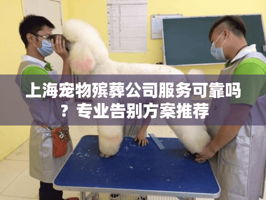 上海宠物殡葬公司服务可靠吗？专业告别方案推荐