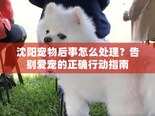 沈阳宠物后事怎么处理？告别爱宠的正确行动指南