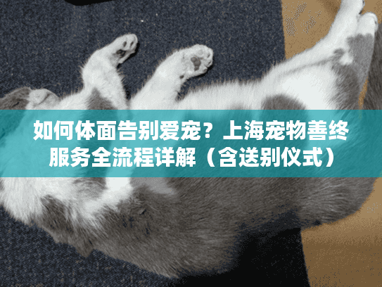 如何体面告别爱宠？上海宠物善终服务全流程详解（含送别仪式）