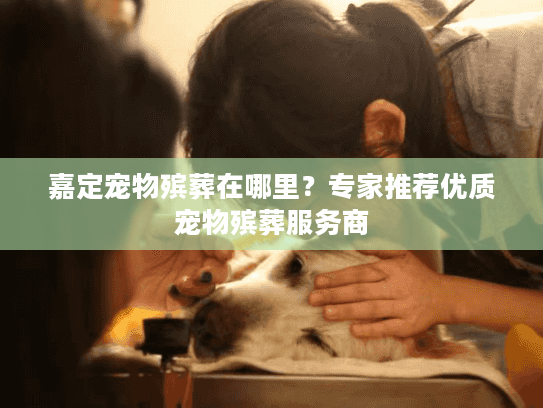 嘉定宠物殡葬在哪里？专家推荐优质宠物殡葬服务商