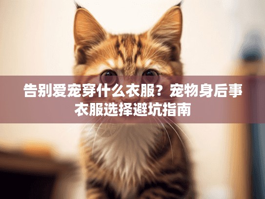 告别爱宠穿什么衣服？宠物身后事衣服选择避坑指南