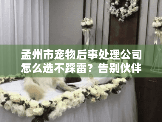 孟州市宠物后事处理公司怎么选不踩雷？告别伙伴必看避坑攻略
